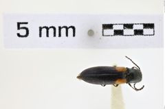 Foto (Dorsalansicht) von Gambrinus stigma (NHMW-ZOO-COL-0008592)